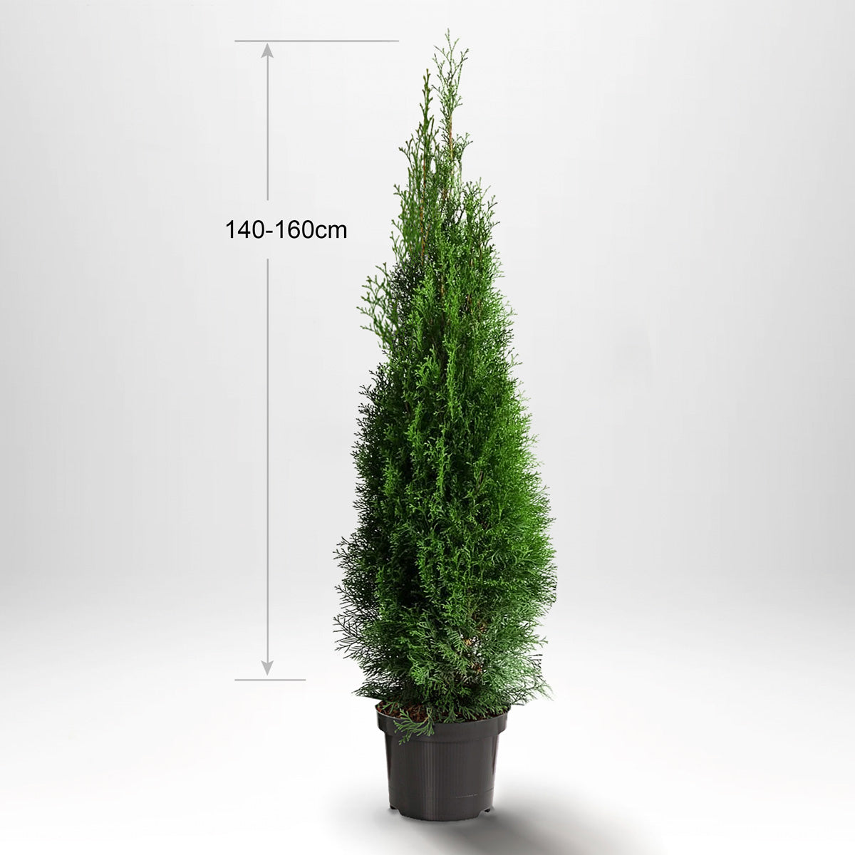 Thuja Smaragd 140-160 cm, Krukad, Kvalitet: Standard